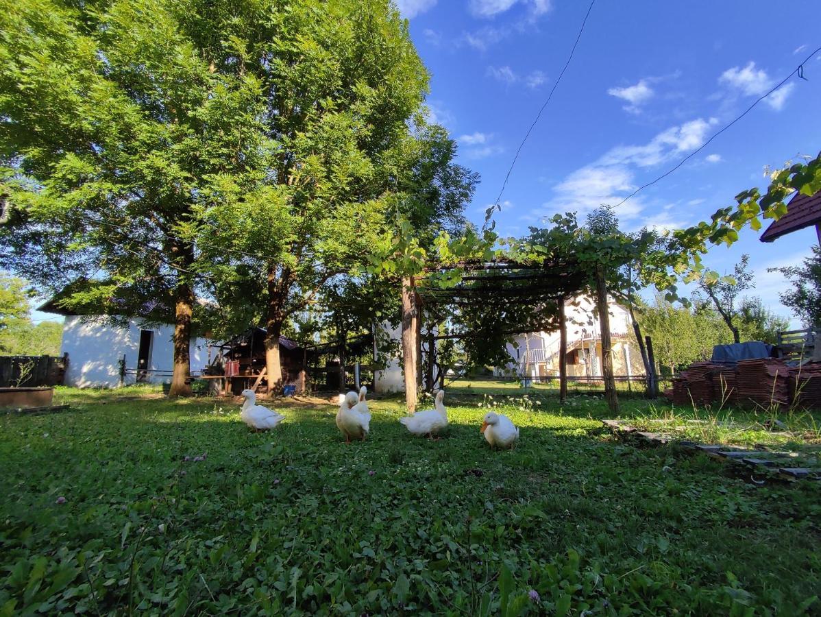 Apartments Eco Forest Resort Rakovica Ngoại thất bức ảnh